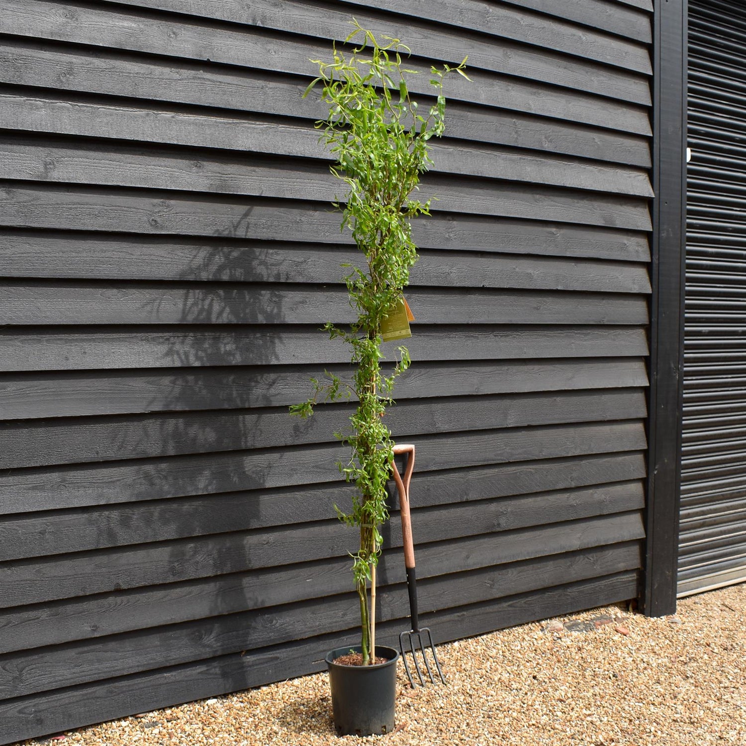 Salix matsudana Tortuosa | Wiggerly Willow - Tree - Height 180-220cm - 12lt