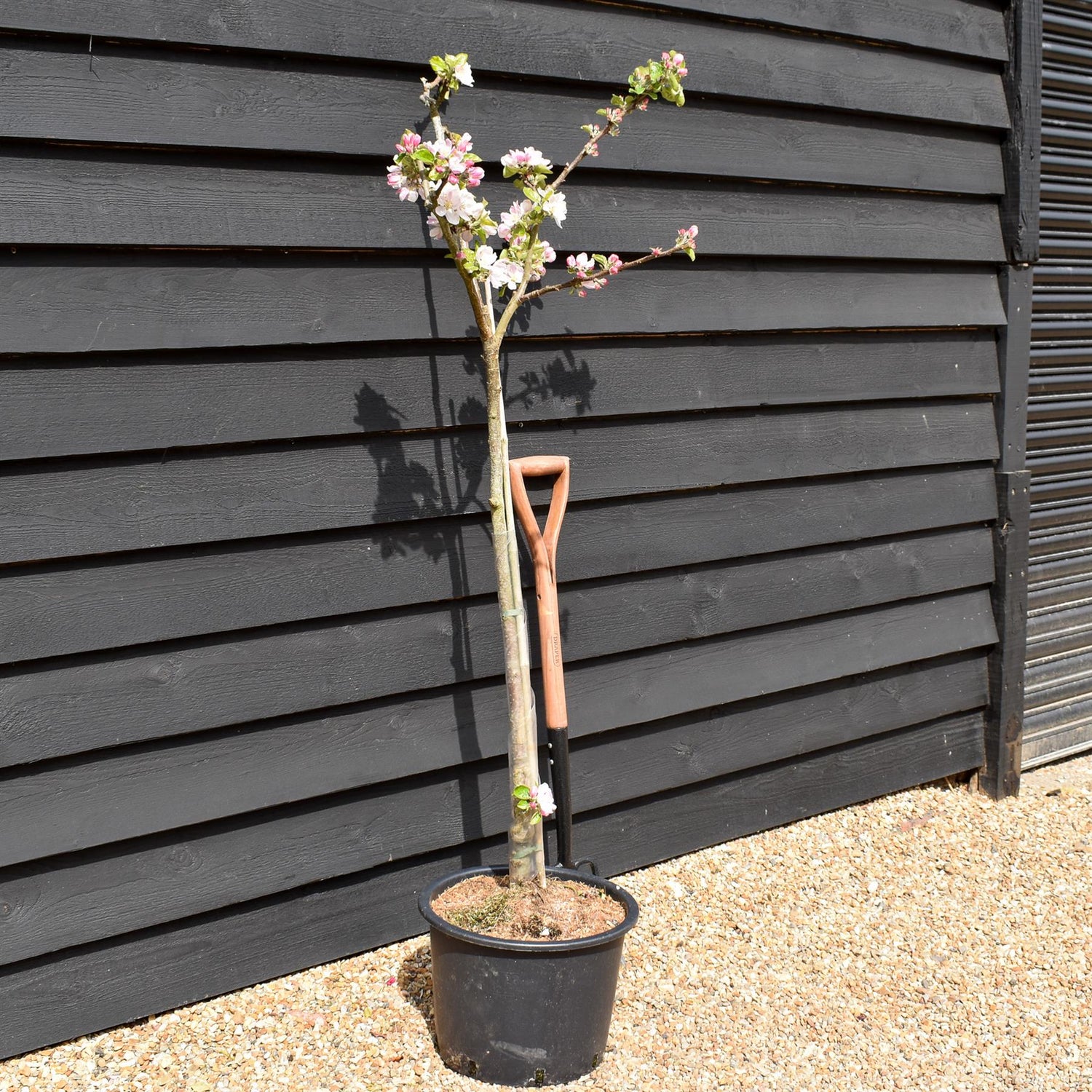 Apple tree 'Red Devil' | Malus domestica - MM106 - Semi-Dwarfing - 150-160cm - 20lt