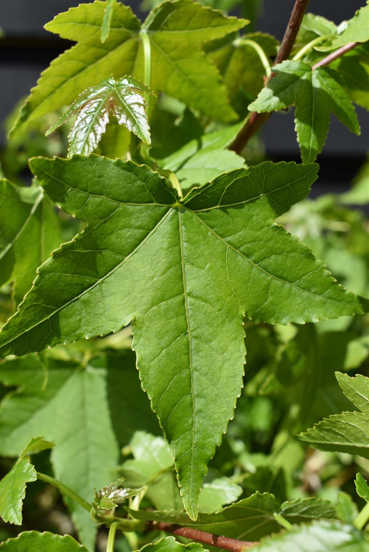 Liquidambar styraciflua 'Gum Ball' - Half standard - Clear Stem 100cm - Girth 6-8cm - Height 140-160cm - 20lt