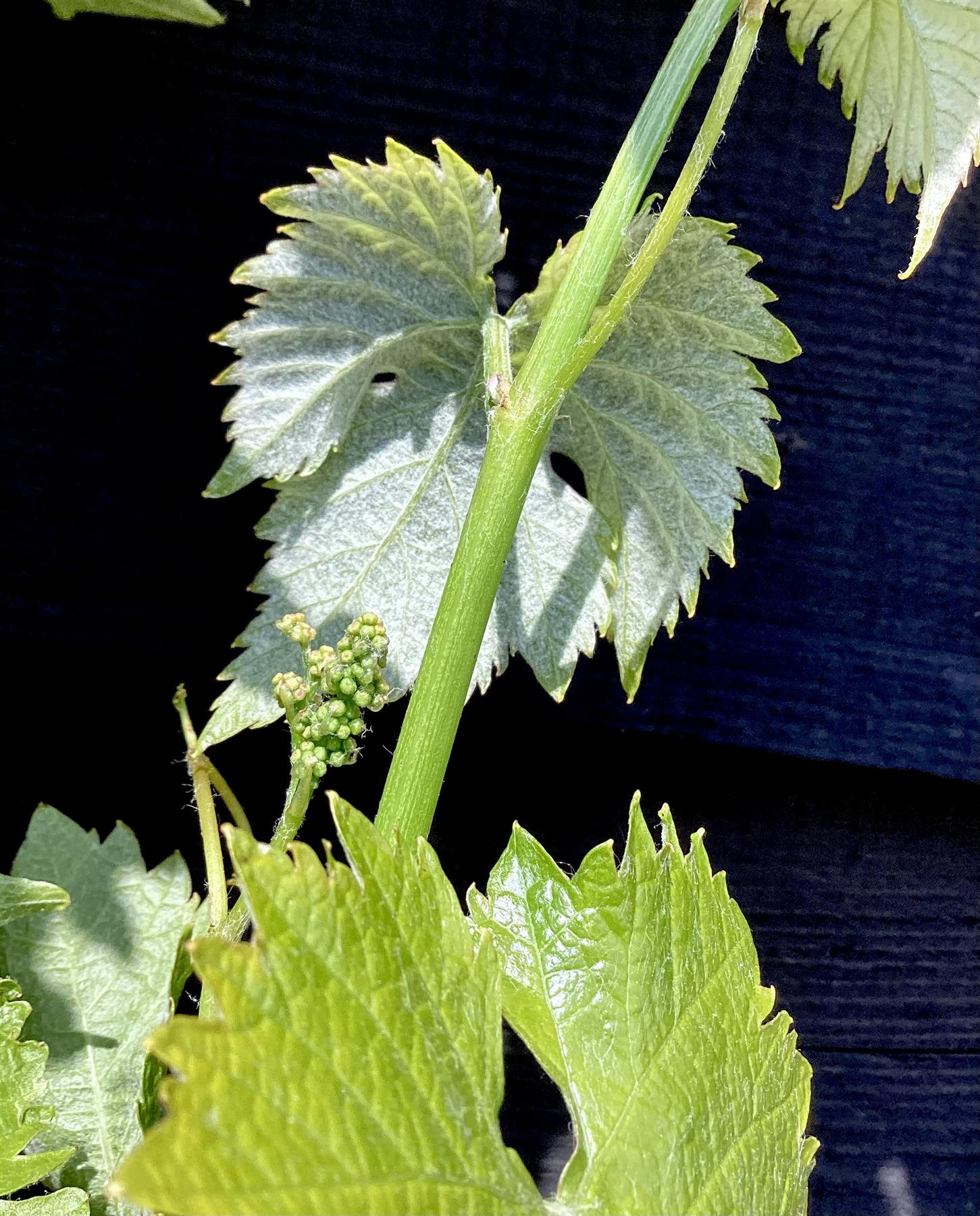 Grape vines | Vitis vinifera 'Victoria' - Cane - 200cm - 12lt