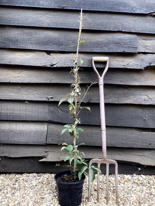 Parthenocissus quinquefolia | American Ivy - 15lt