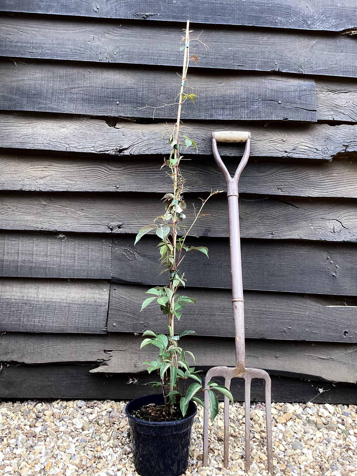 Parthenocissus henryana - 50-60cm - 3lt