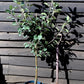 Apple tree 'Discovery' | Malus domestica - 130-140cm - 10lt