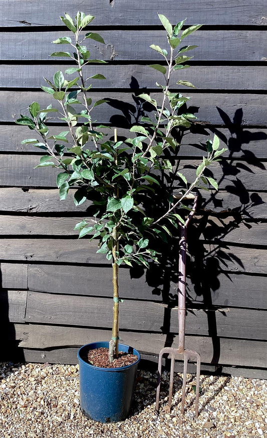 Apple tree 'Discovery' | Malus domestica - 130-140cm - 10lt