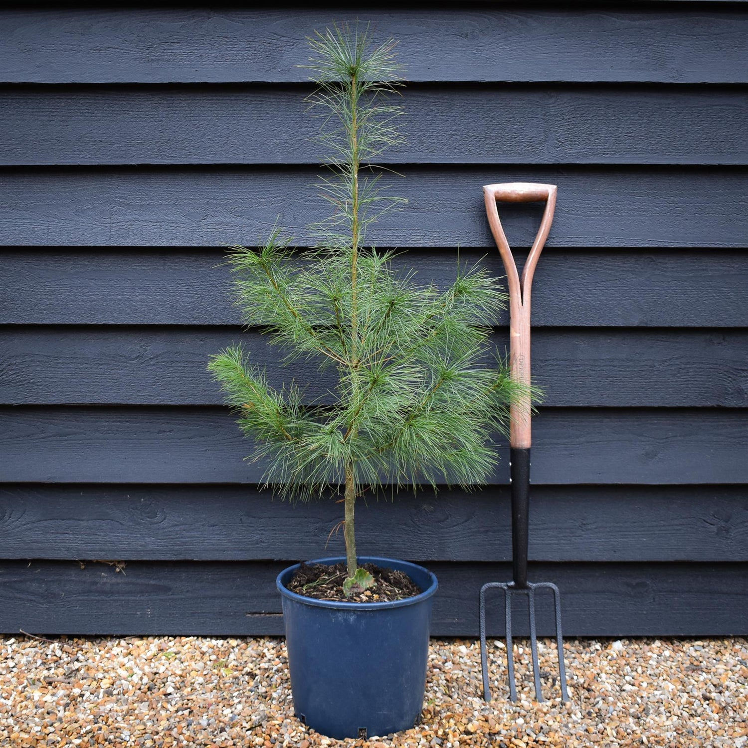 Pinus strobus - Weymouth Pine - Height 90-120cm - 12lt