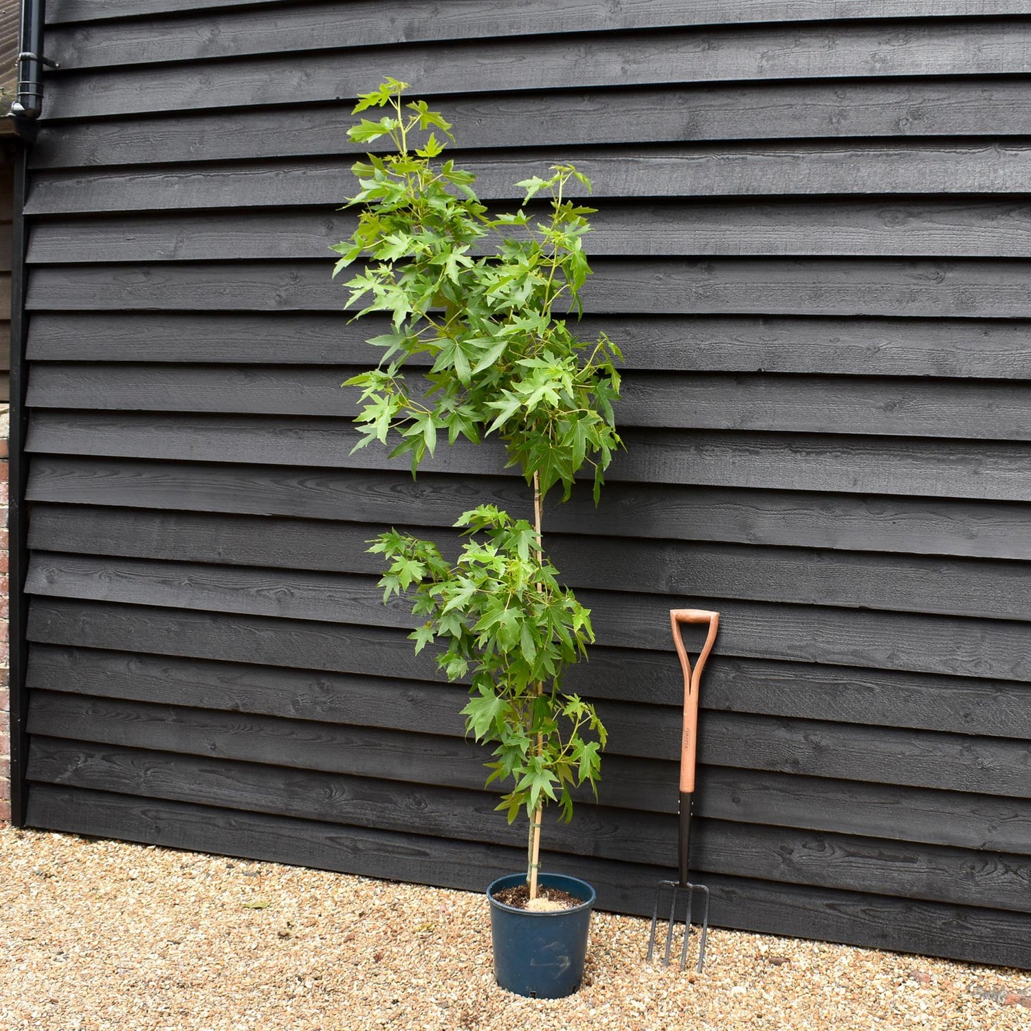 Liquidambar styraciflua 'Worplesdon' Std | Sweet Gum Worplesdon - 120-150cm, 10lt