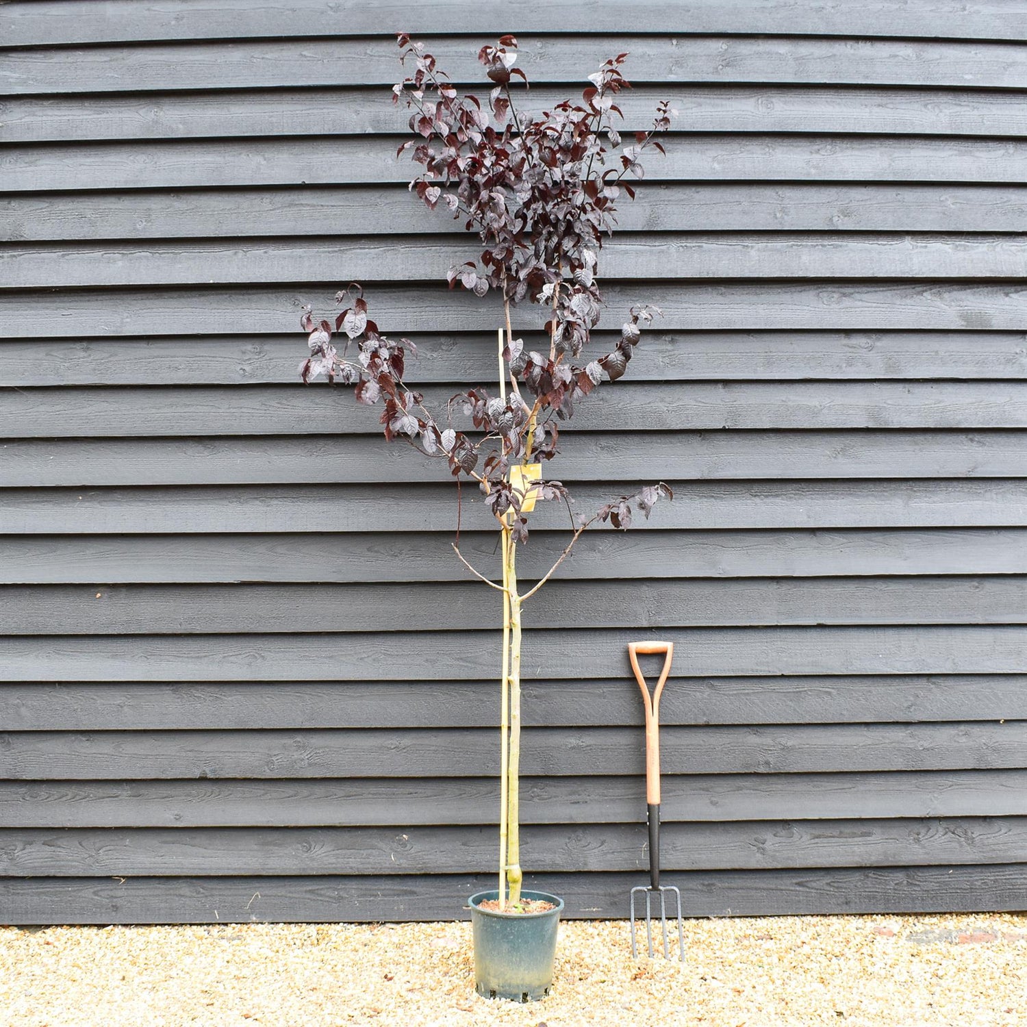Prunus Nerasifera Pissardii Nigra | Black Cherry Plum - Height 190-250cm, 10lt