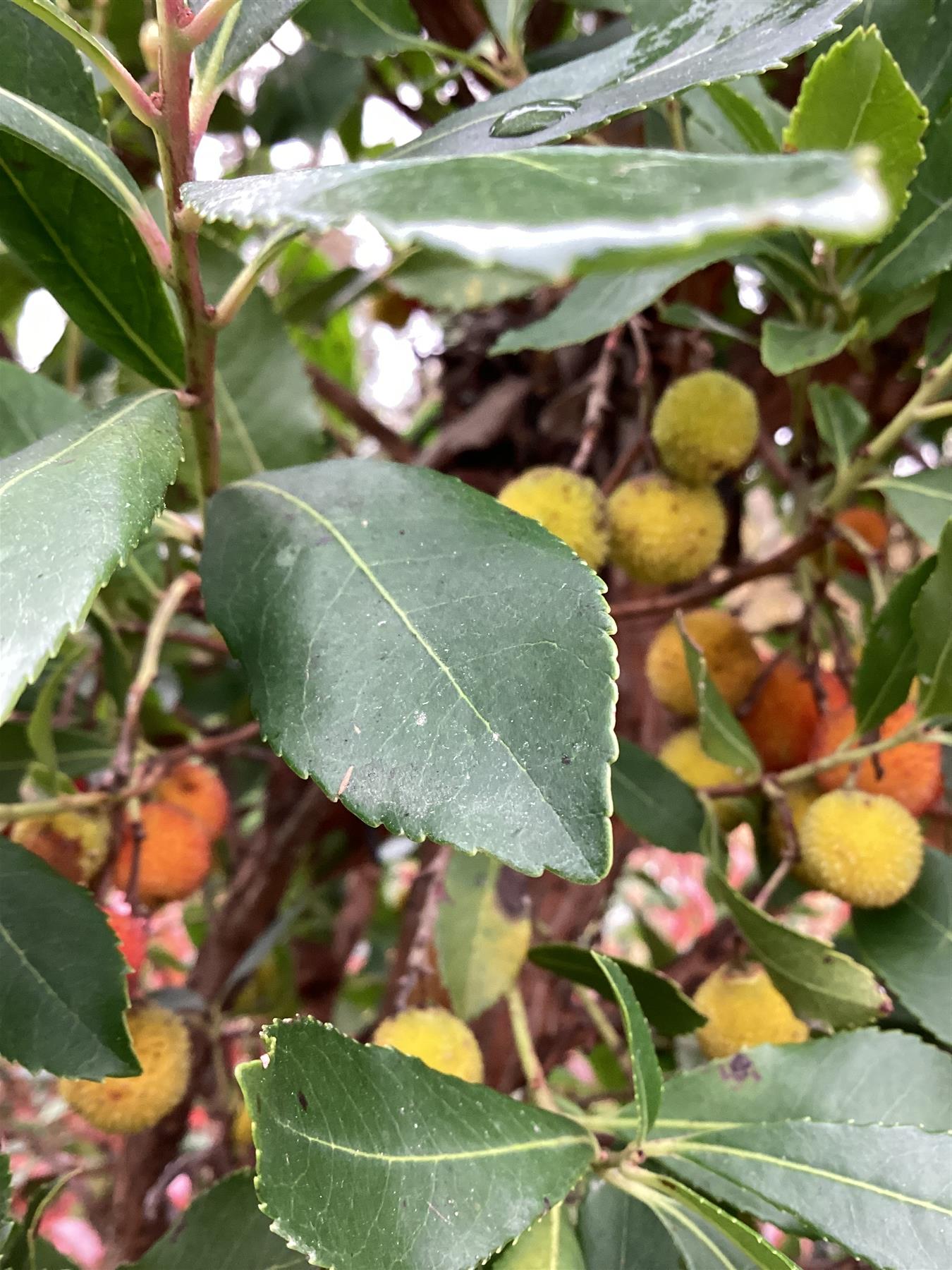Arbutus unedo Tree | Strawberry Tree - Clear Stem 80cm - Height 120-130cm - 18lt