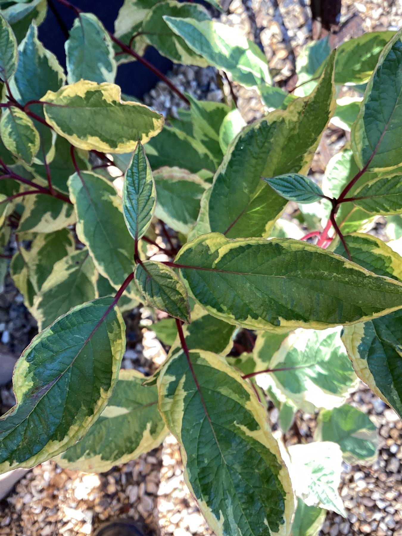Cornus alba 'Gouchaultii' | Dogwood 'Gouchaultii' - 55-60cm, 3lt