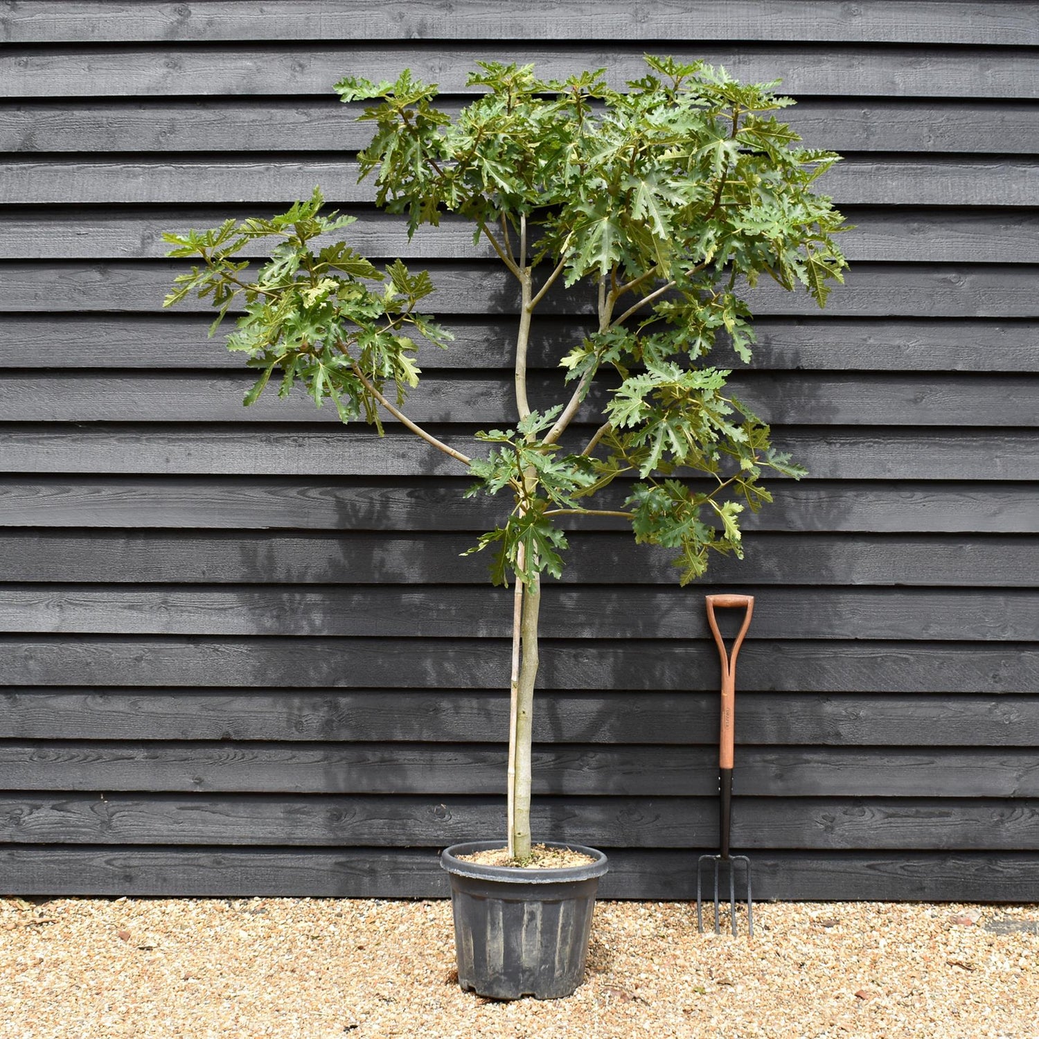 Fig | Ficus carica 'Ice Crystal' - Half Standard - Height 180-200cm - 35lt