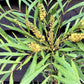 Mahonia eurybracteata 'Soft Caress' - 50-60cm, 12lt