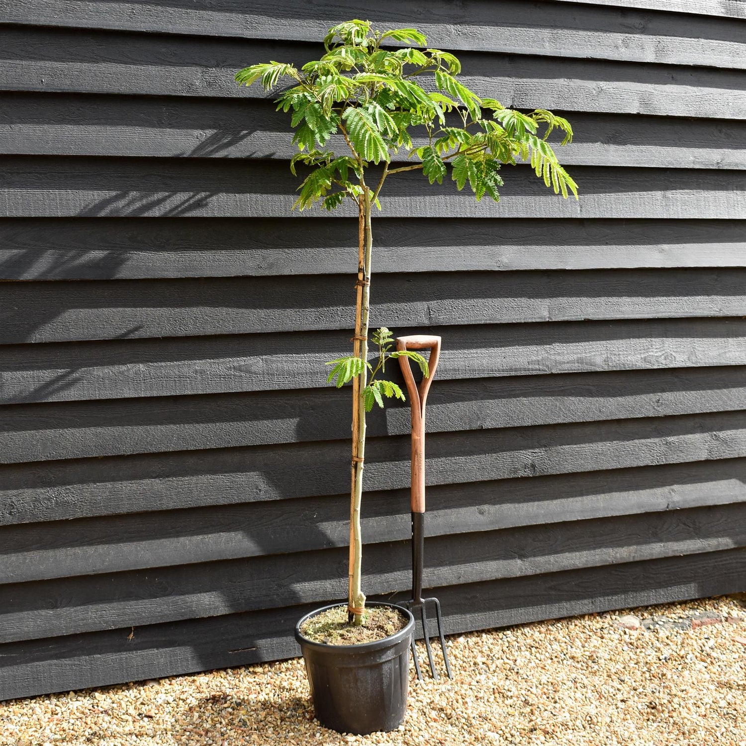 Albizia julibrissin Omberella  | Silk Tree - Height 140-150cm - 15lt