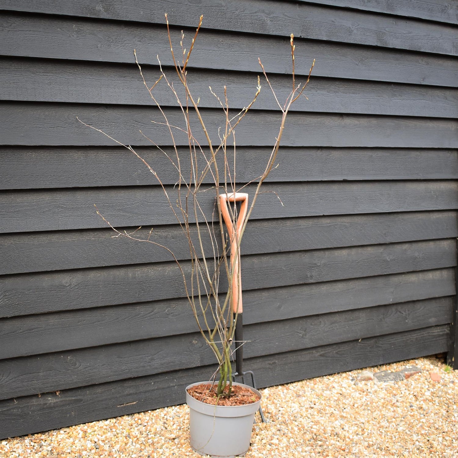 Amelanchier lamarckii | Juneberry -  Shrub - Height 140-150cm - 10lt