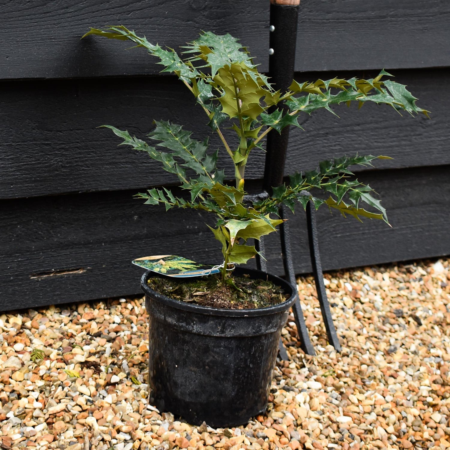 Mahonia media Charity | Oregon grape 'Charity' - Height 35-40cm - 3lt