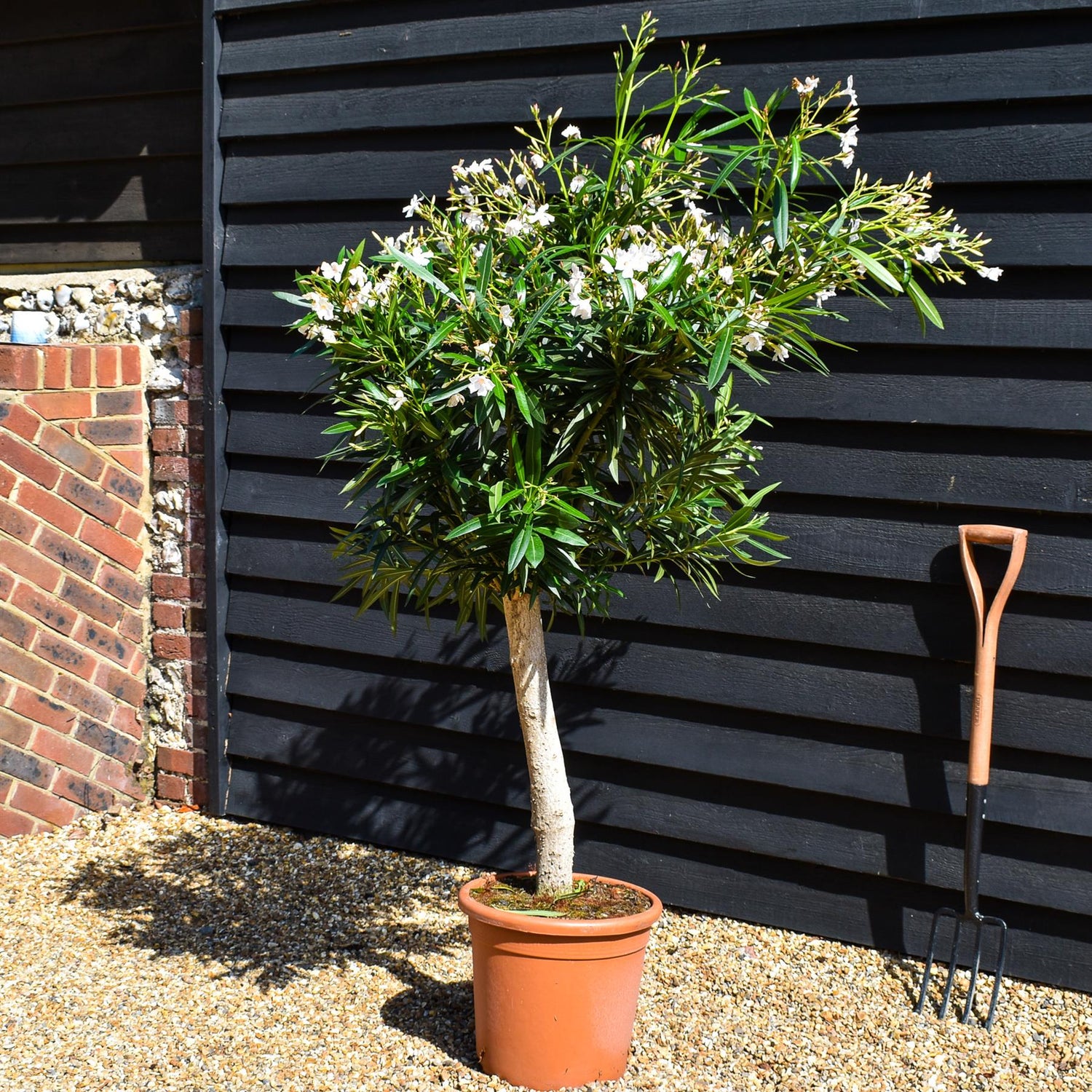 Nerium oleander - Alsace - White/Pink - Clear Stem 50-60cm - Height 130-150cm - Girth 20-22cm - 30lt