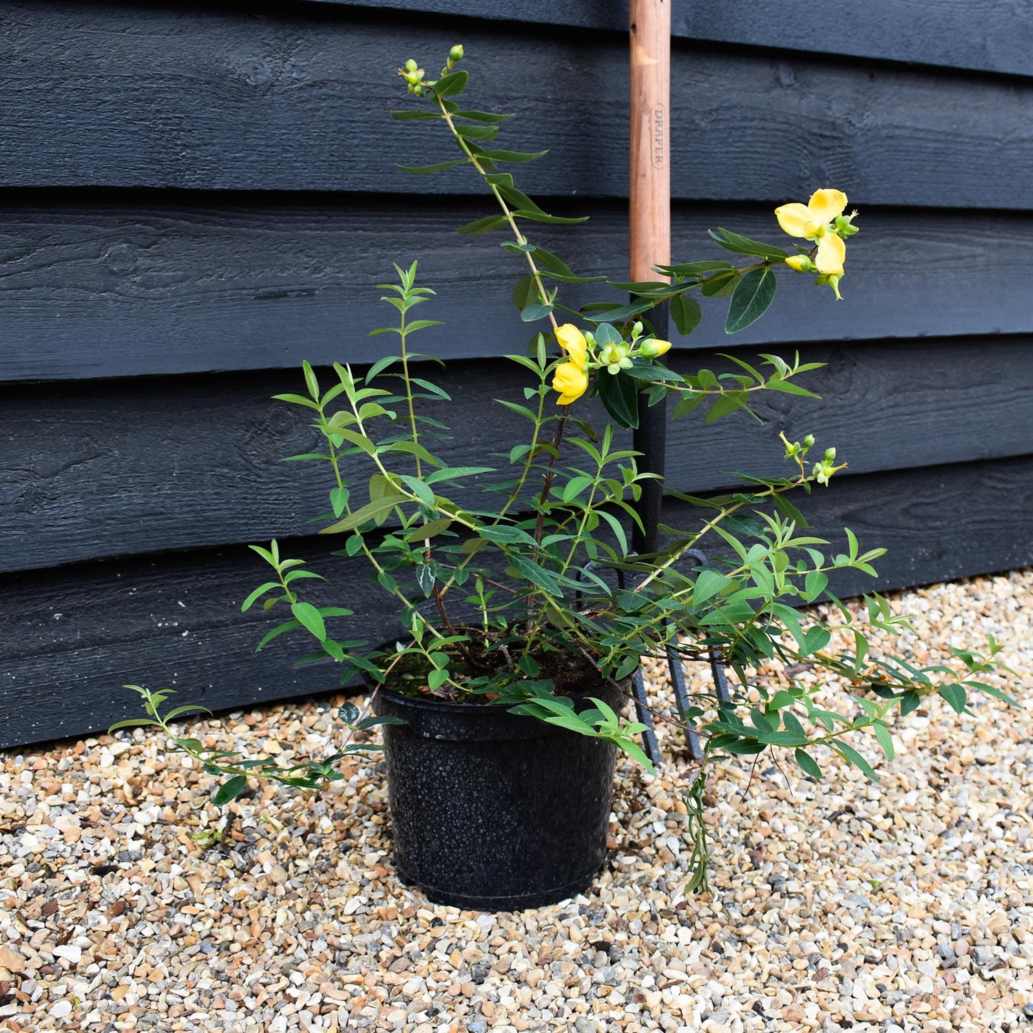 Hypericum x hidcoteense 'Hidcote' | St John's Wort 'Hidcote' - Height 40-60cm - 5lt