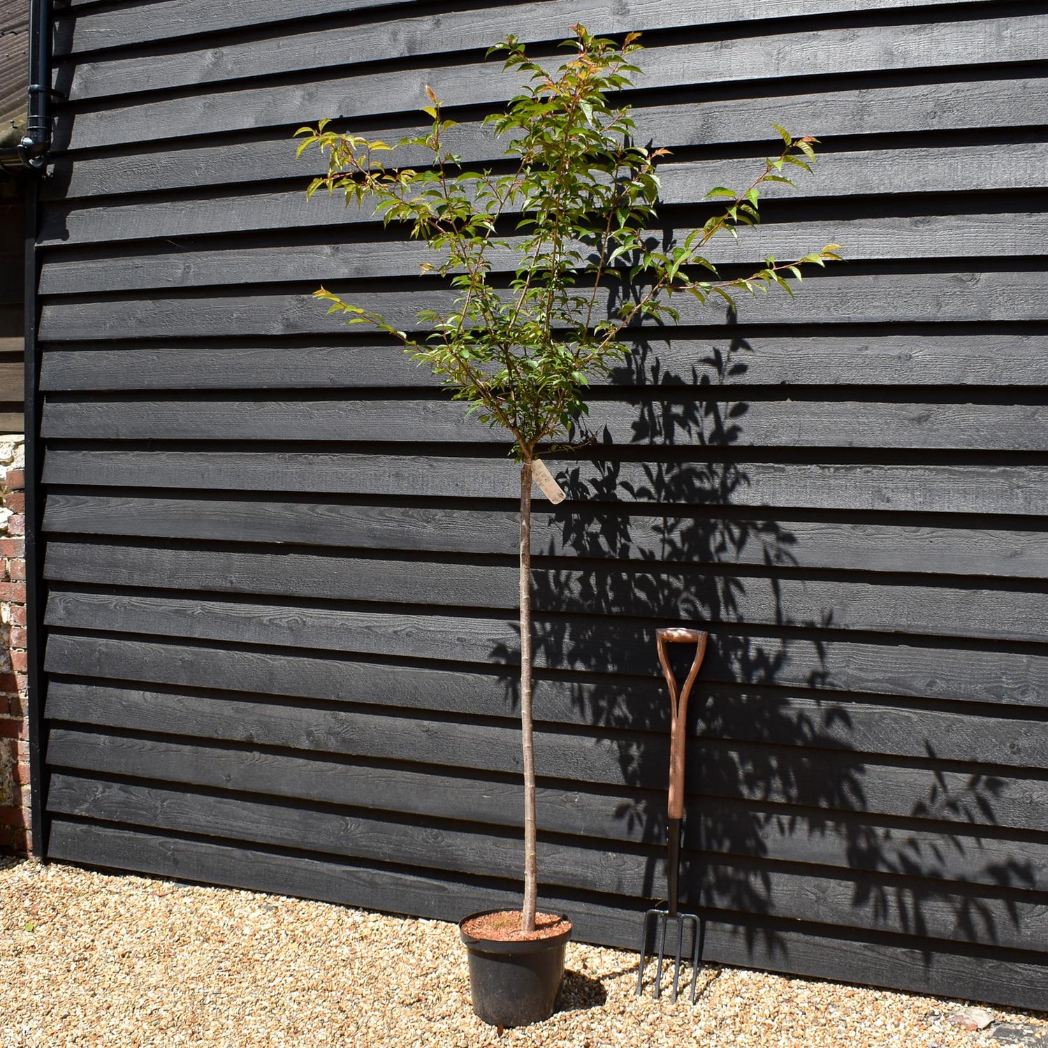 Cherry 'Okame' | Prunus 'Okame' - Clear Stem 120cm - Girth 6-8cm - Height 170-200cm - 10lt