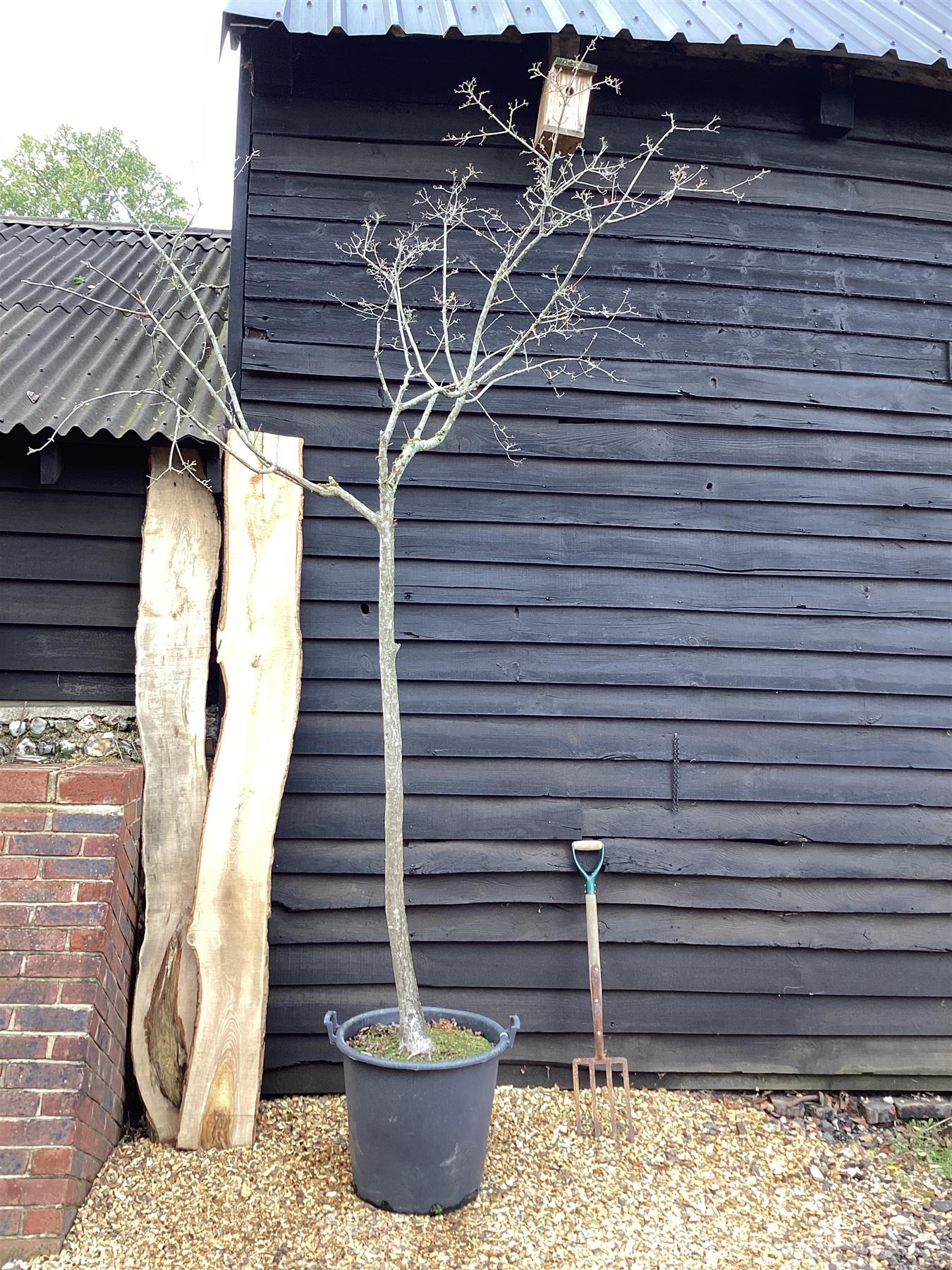 Acer griseum | Paperback Maple - 270-320cm, 90lt