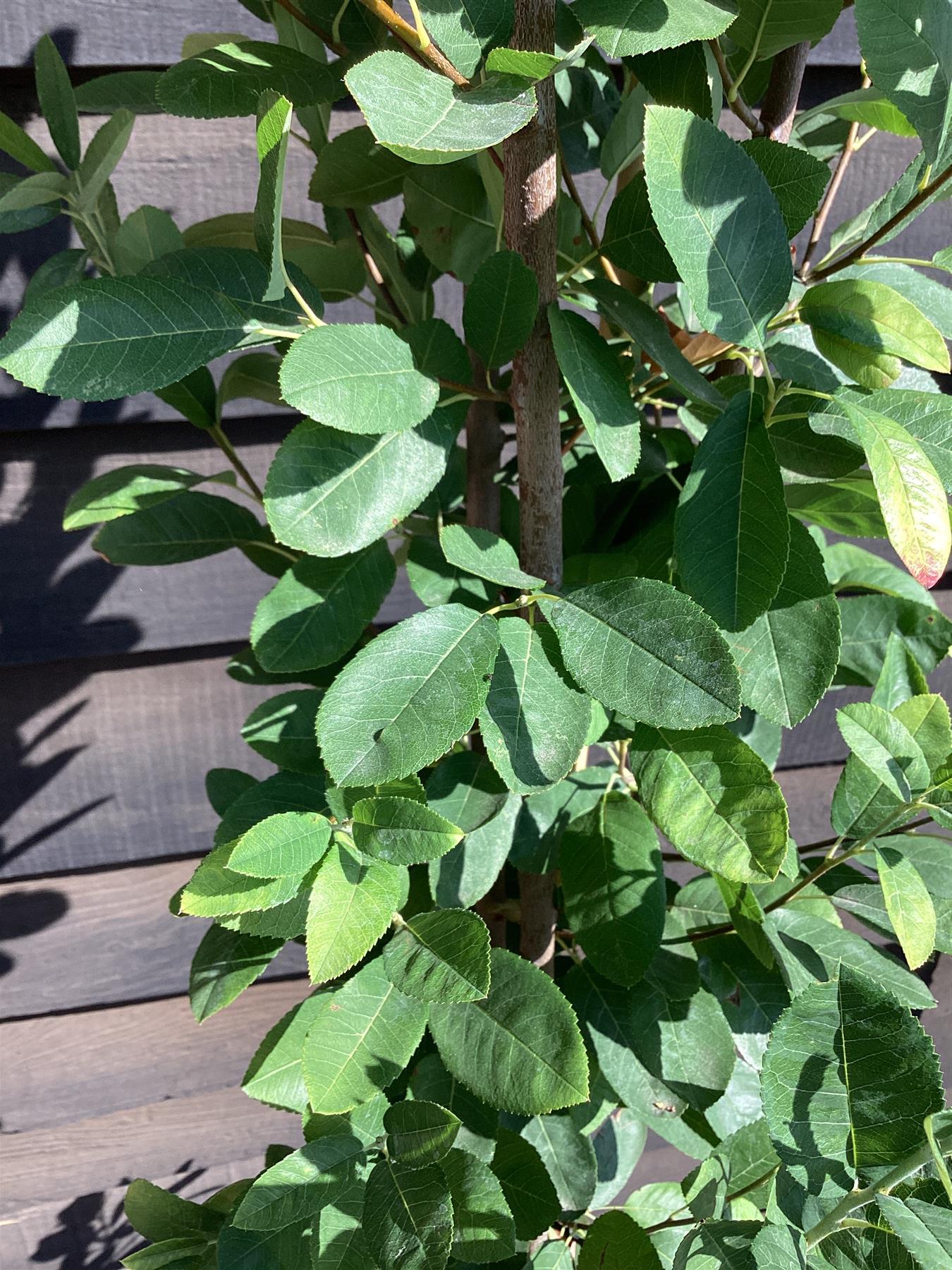 Amelanchier can. October Flame Multistem - 120-150cm, 10lt