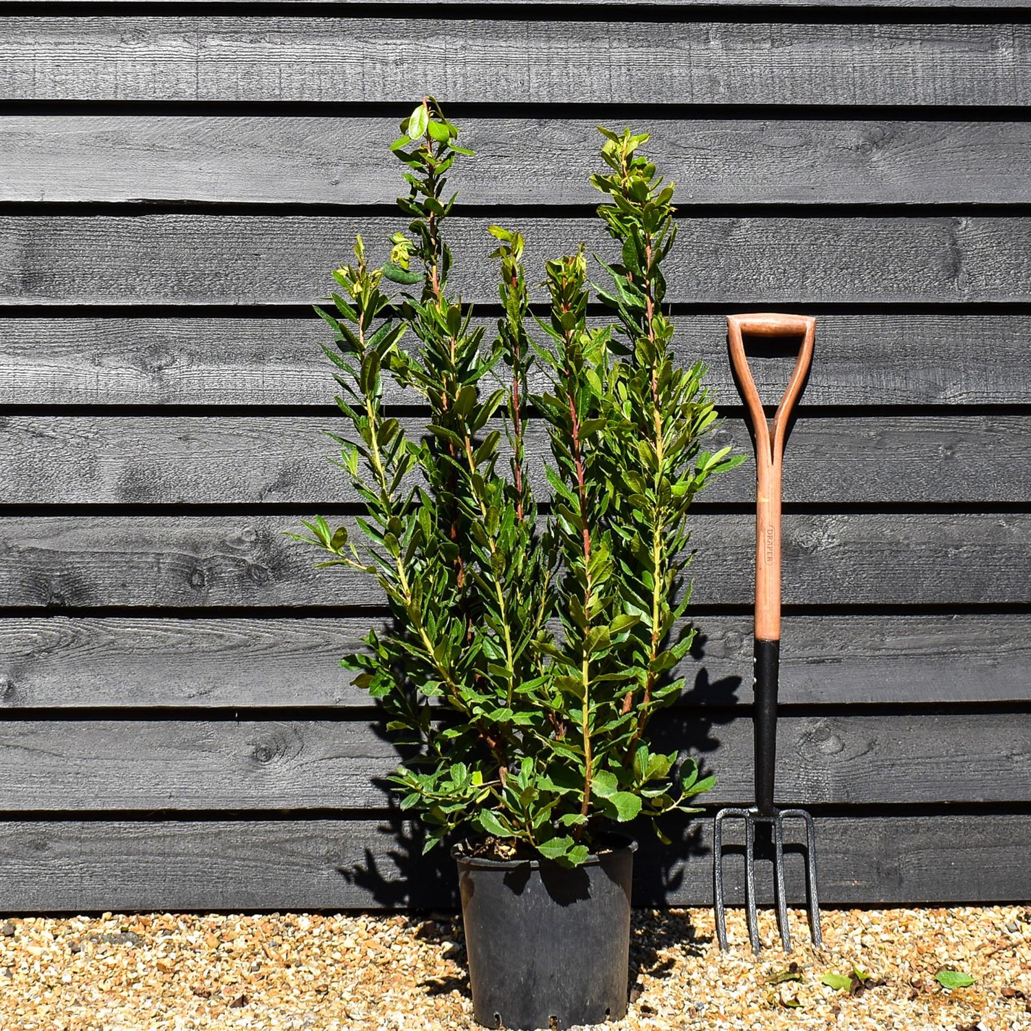 Strawberry Tree Shurb | Arbutus unedo - Bush - Height 80-100cm - 10lt