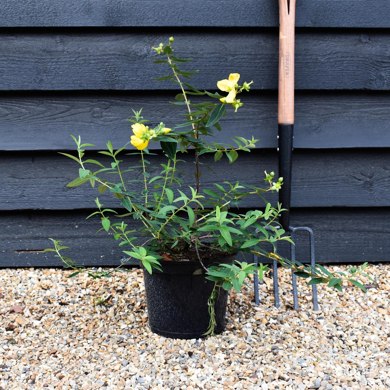 Hypericum x hidcoteense 'Hidcote' | St John's Wort 'Hidcote' - Height 40-60cm - 5lt