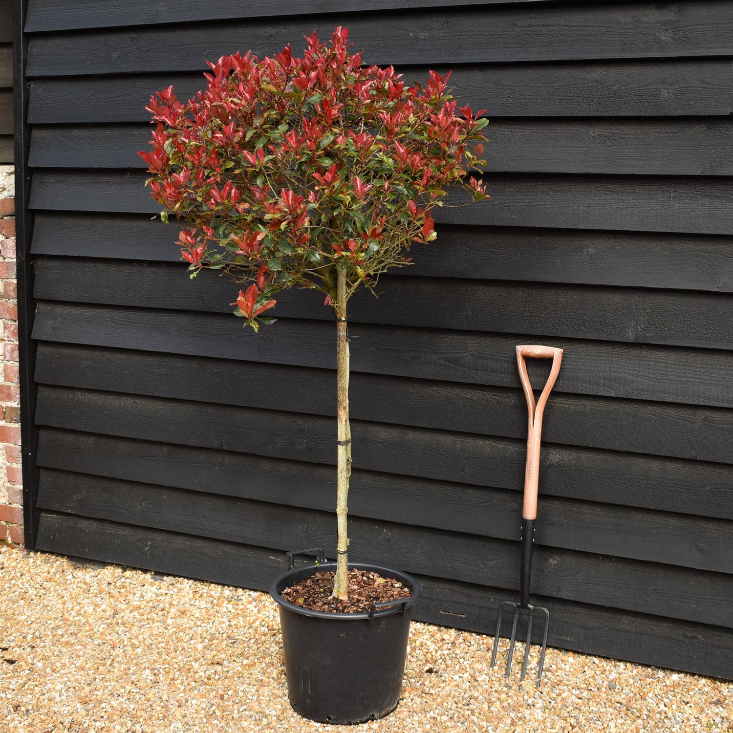 Photinia 'Atropurpurea Nana' | Japanese barberry 'Atropurpurea Nana' Half Standard - Height 120-130cm, - 30lt