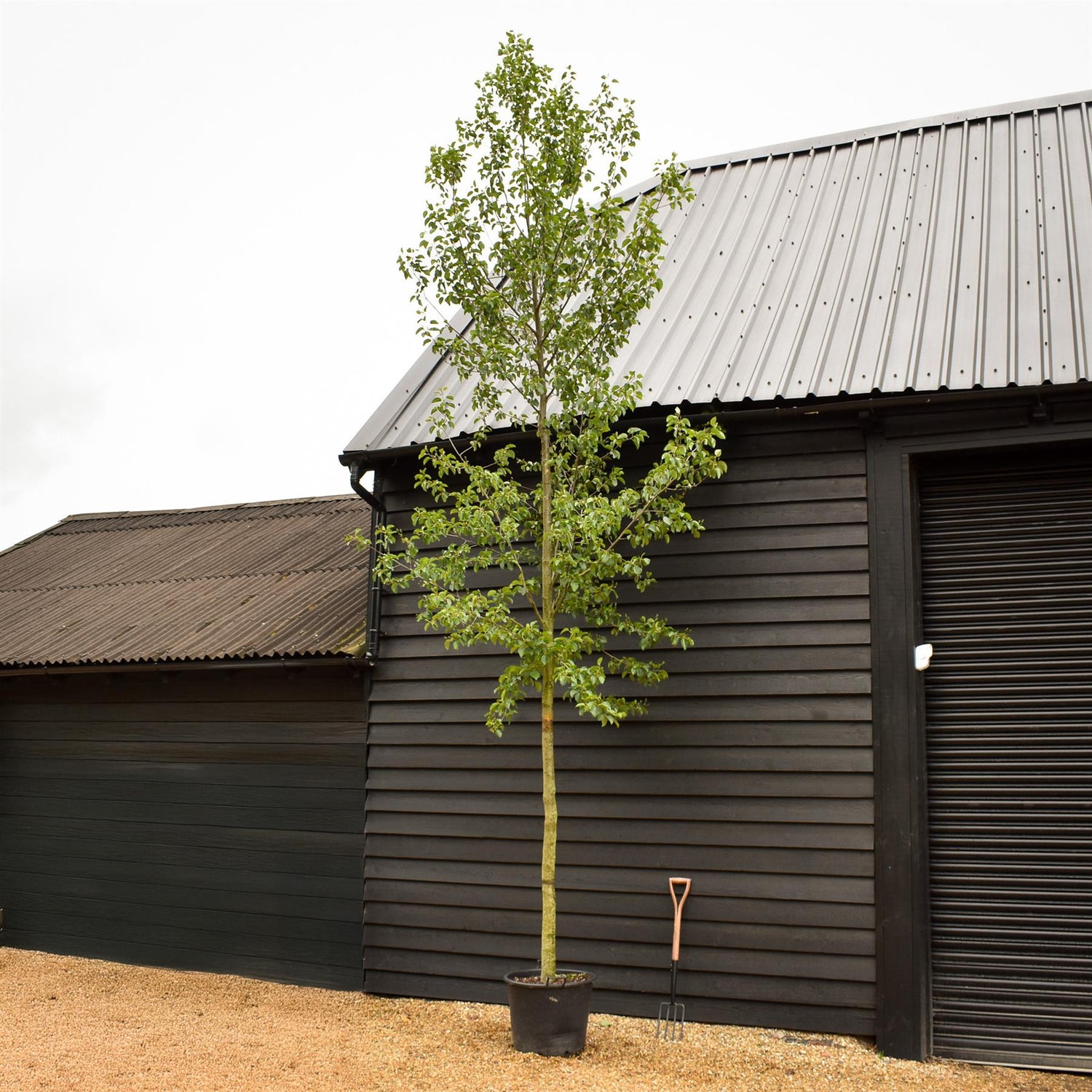 Alnus Cordata - Alder tree - Clear Stem - Standard - Girth 10-12cm - Height 480-530cm - 70lt