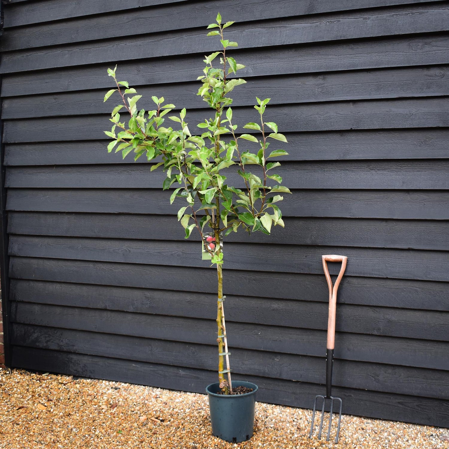 Apple tree 'Katy' | Malus domestica - MM106 - Semi-Dwarfing - 140-150cm - 10lt
