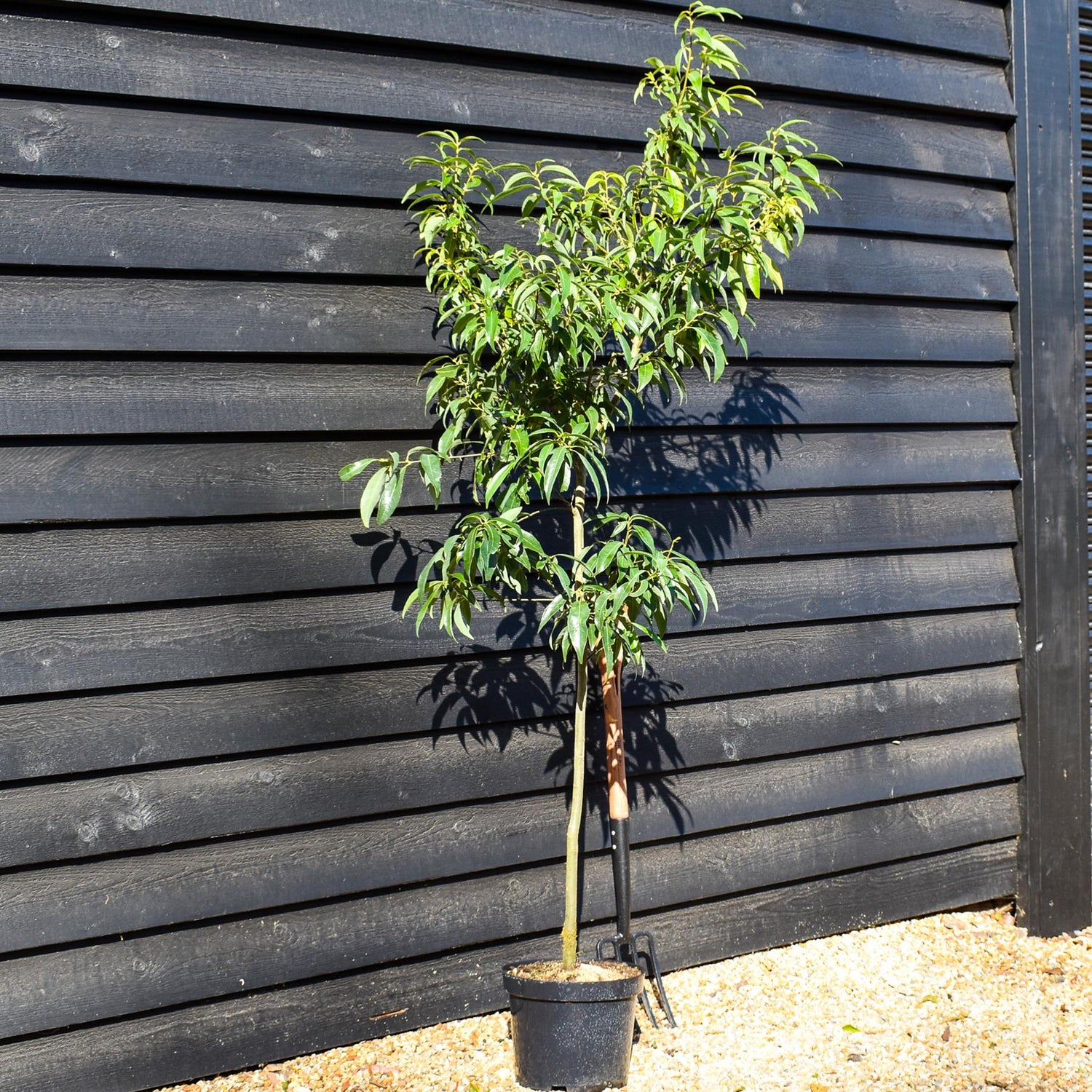 Chinese Evergreen Oak | Quercus myrsinifolia - Height 160-180cm - Pot Grown - 10lt