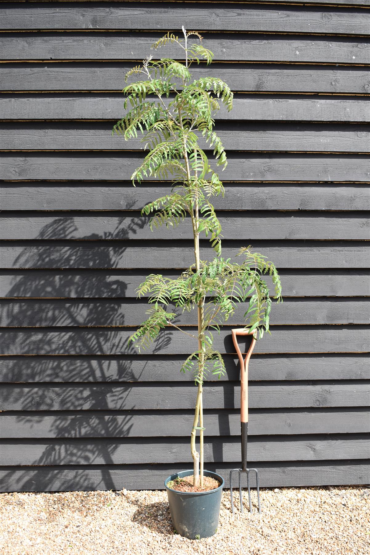 Sorbus aucuparia Chinese Lace | Rowan | Mountain Ash - Height 140-180cm - 12lt