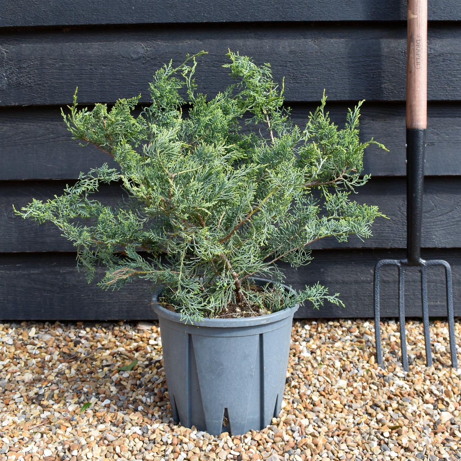 Juniperus 'Grey Owl' -Height 30-40cm - 10lt