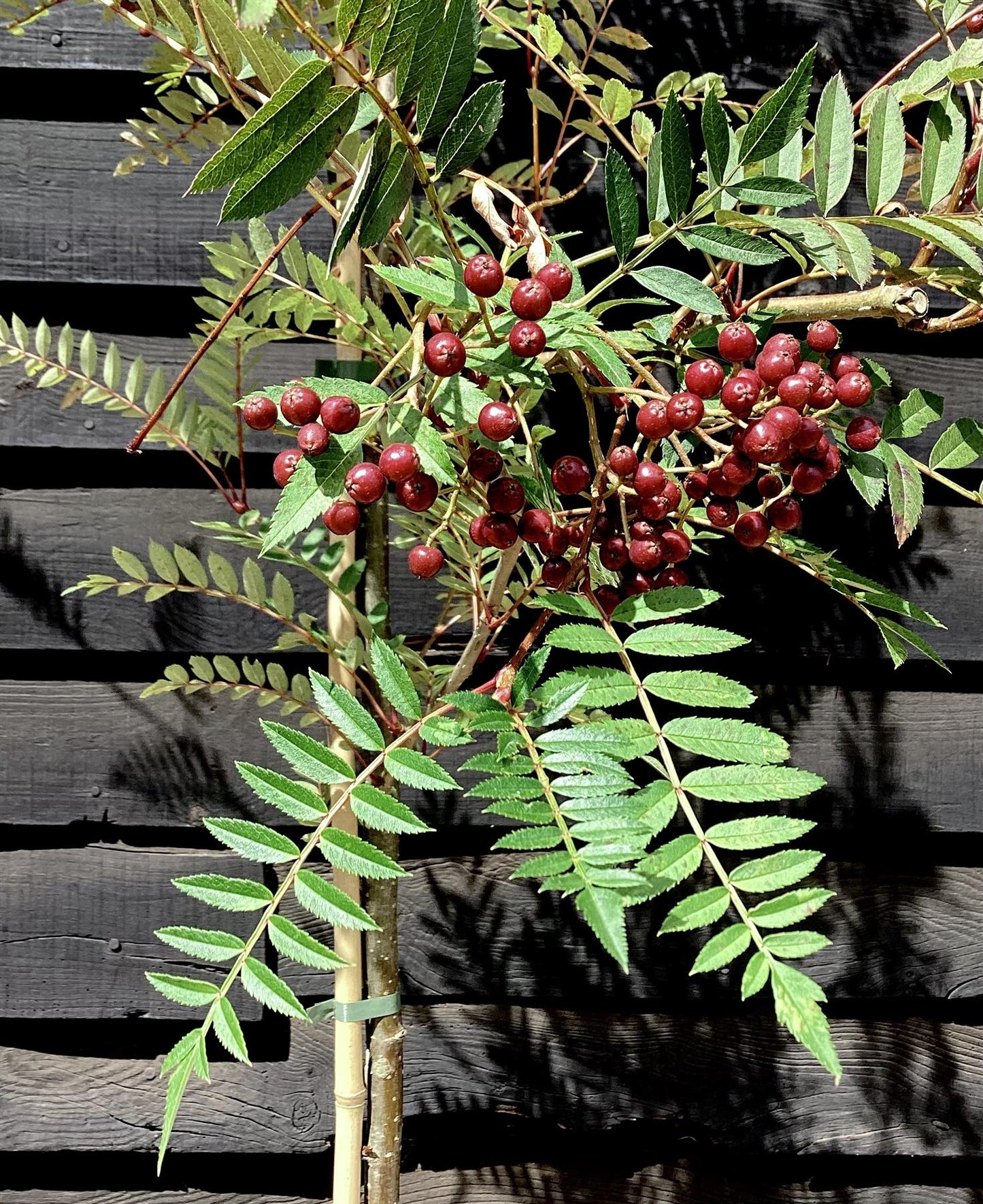 Sorbus vilmorinii | Vilmorin's Rowan - 200-250cm, 10lt