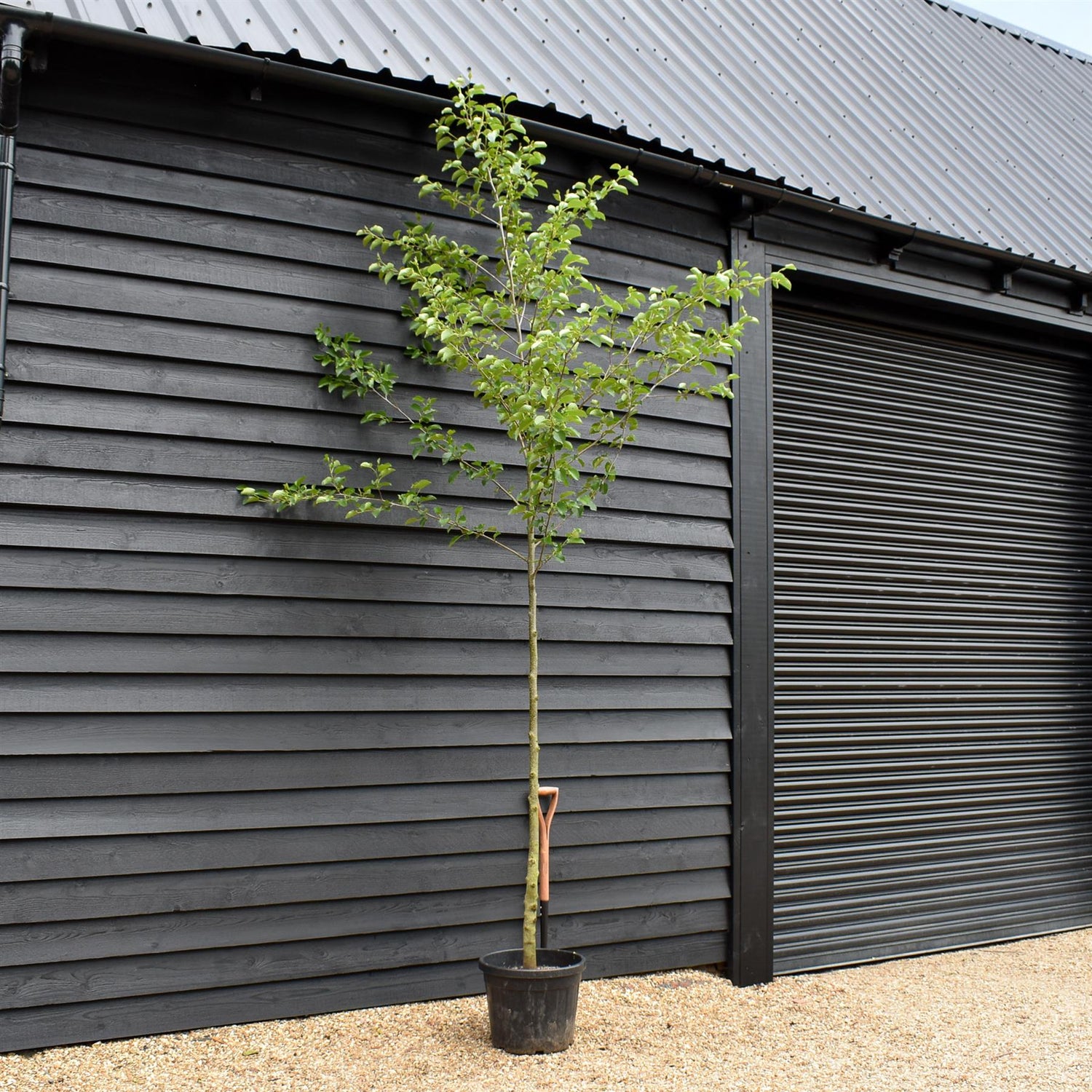 Alder tree | Alnus Cordata - Clear Stem - Height 300-350cm - Girth 8-10cm - 45lt