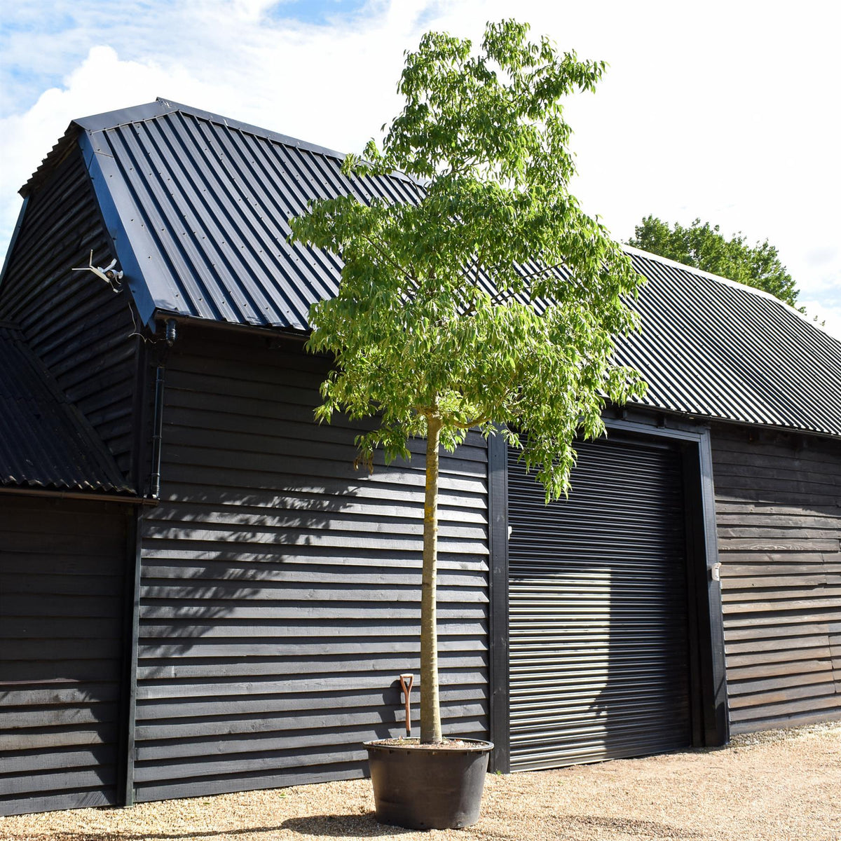 Celtis Australis | European hackberry - Height 550cm - 285lt