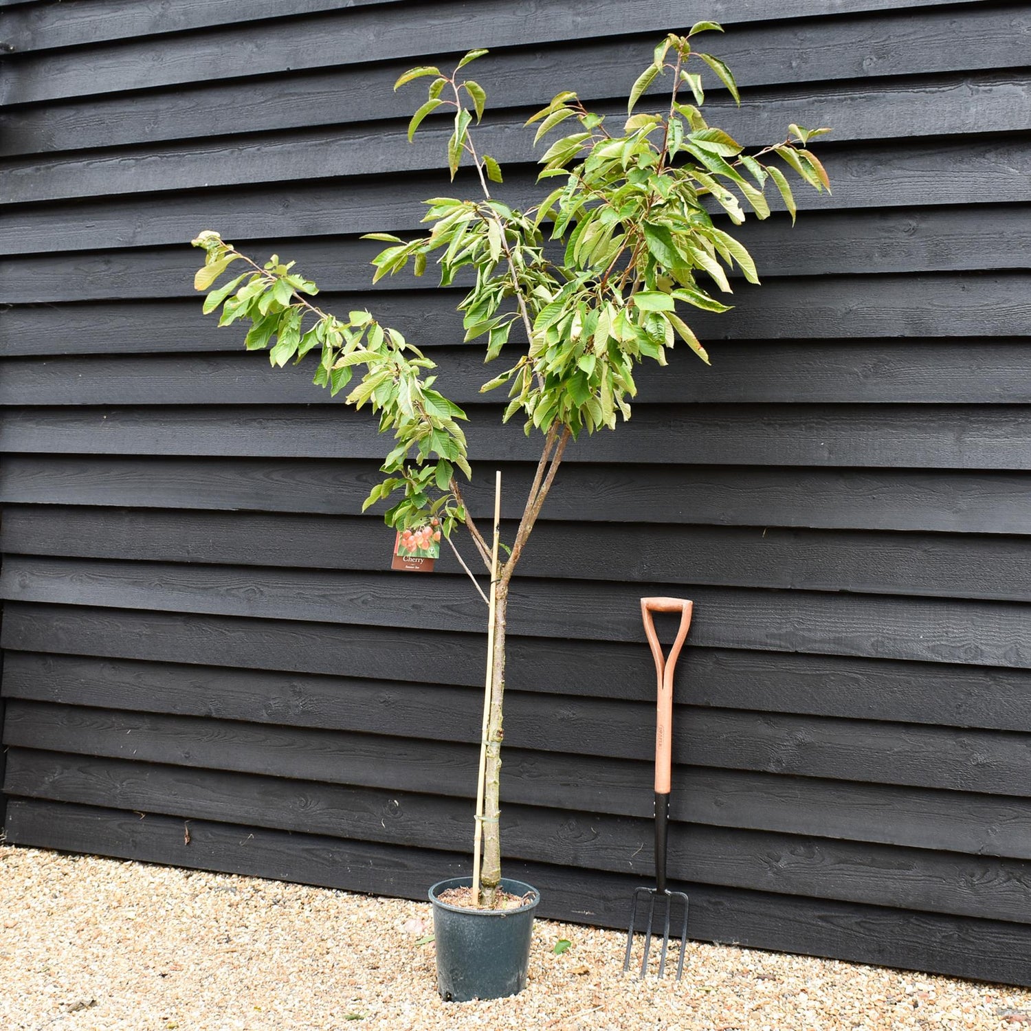 Cherry 'Summer Sun' on Colt | Prunus avium - Semi-Dwarfing - 160-170cm - 12lt