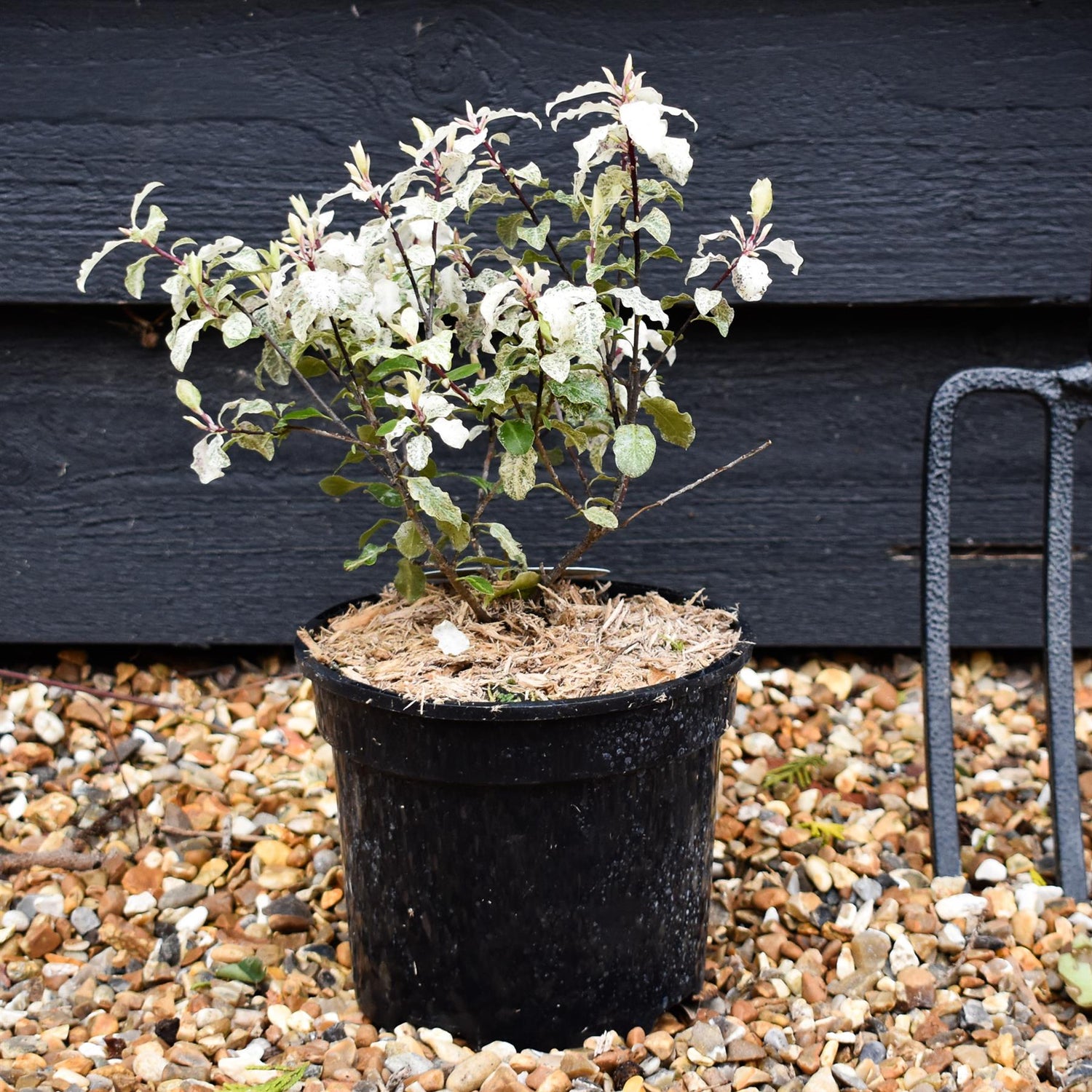 Pittosporum Irene Paterson - Height 20-30cm - 2lt