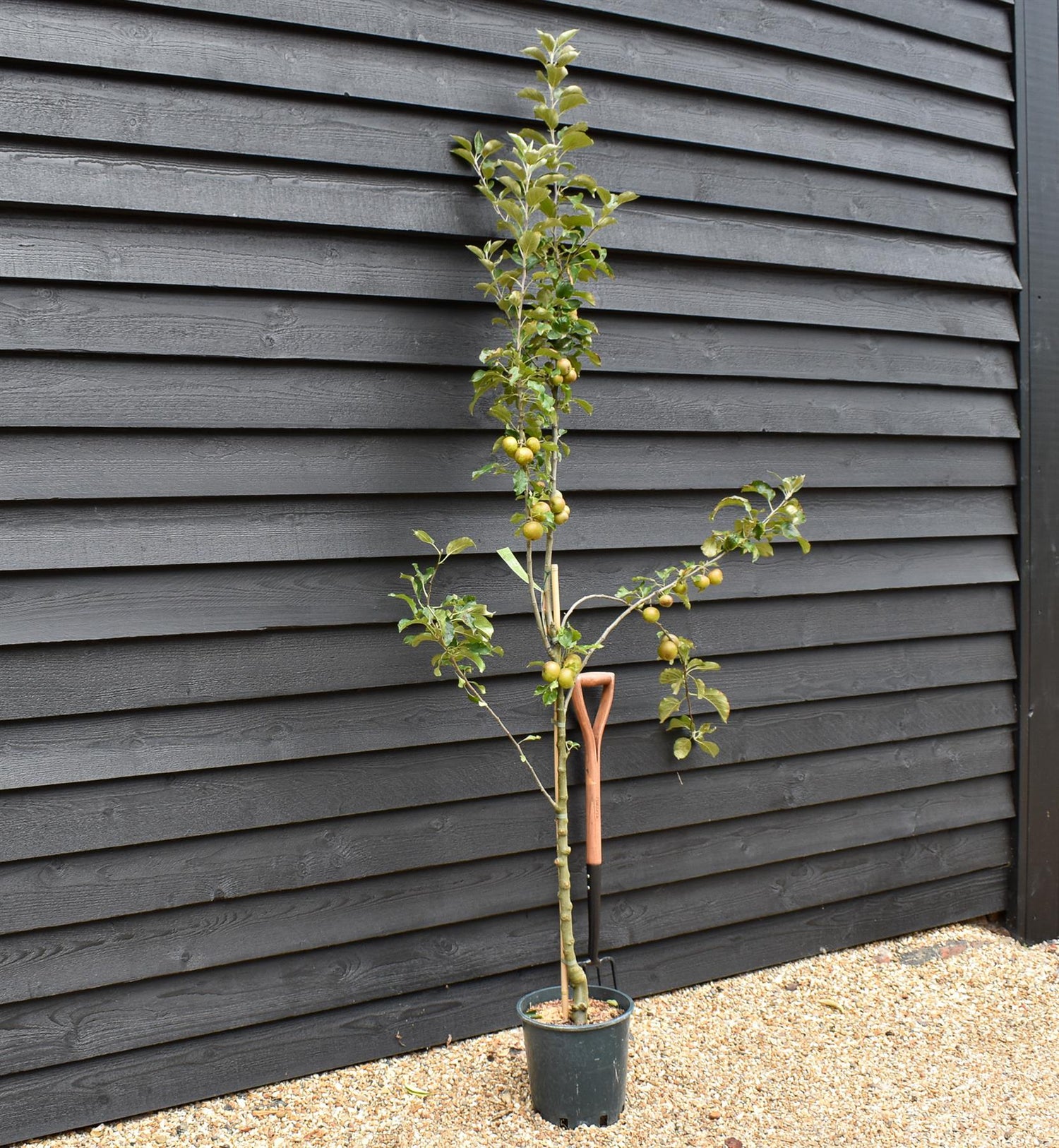 Apple tree 'Egremont Russet' | Malus domestica - MM106 - Semi-Dwarfing - 160-180cm - 10lt