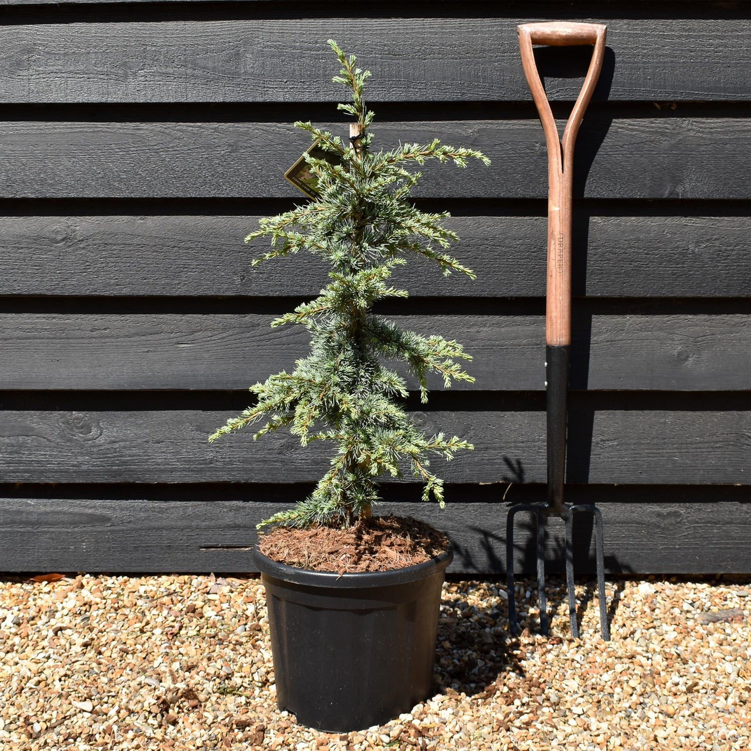 Cedrus libani atlantica 'Saphire Nymph' | Atlas Cedar - Height 70-80cm - Width 30-40cm - 11lt