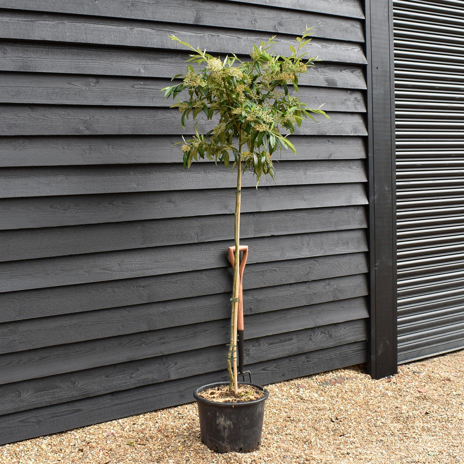 Cotoneaster x watereri - Clear Stem - Height 200-220cm - 20lt