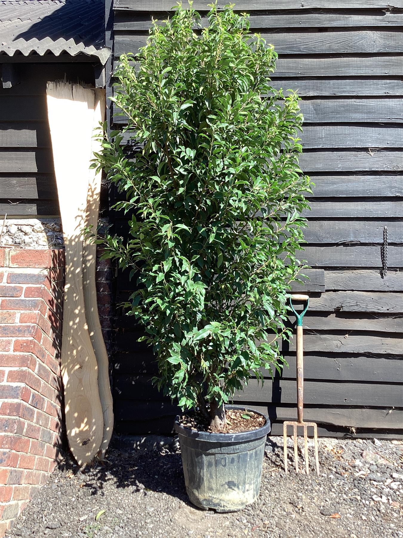 Prunus lusitanica 'Angustifolia' | Portuguese Laurel 'Myrtifolia' - 200cm, 55lt