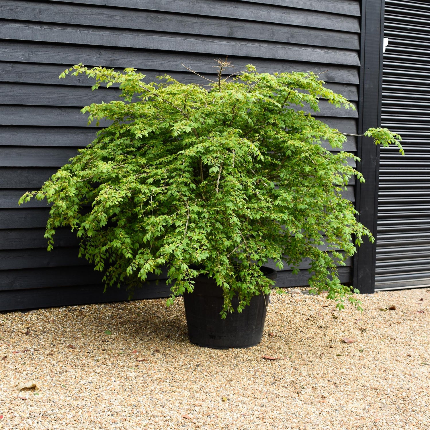 Euonymus alatus | Winged Spindle Tree - Height 150-160cm - Width 230-250cm - 130lt