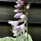 Hosta Plantain Lily Wild Brim - 10/20cm, 2lt