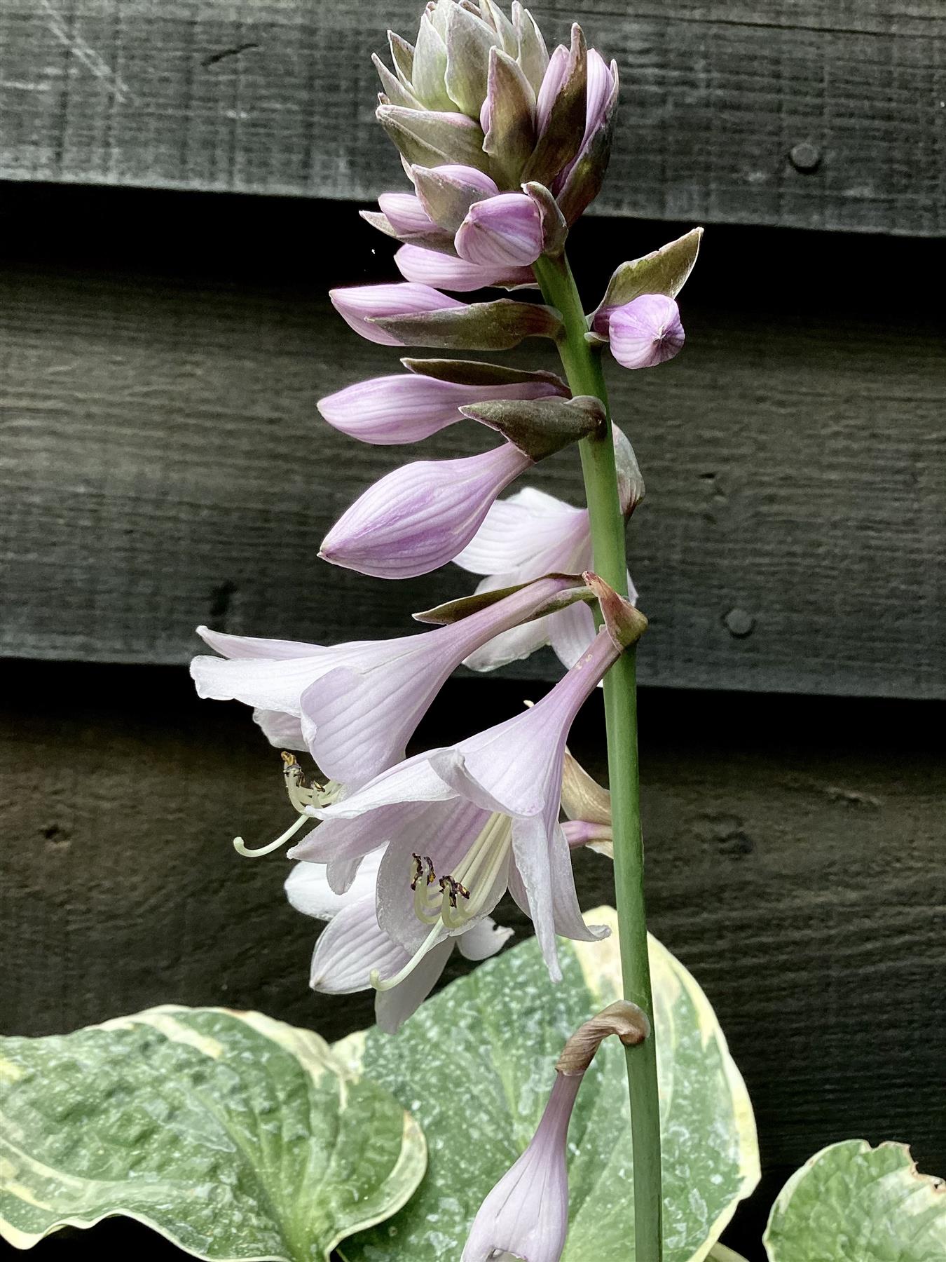 Hosta Plantain Lily Wild Brim - 10/20cm, 2lt