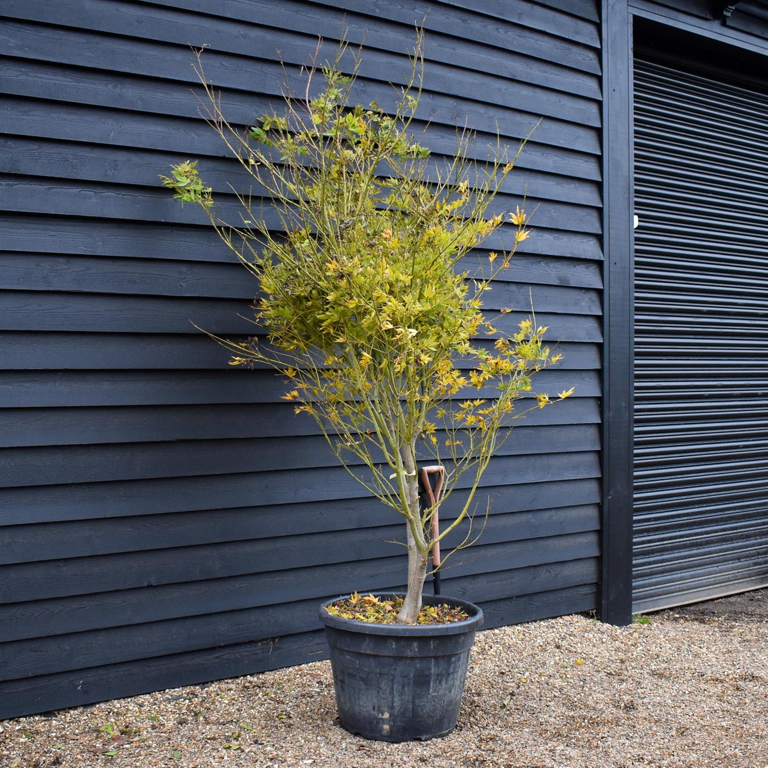 Acer palmatum 'Kogane Nishiki' | Japanese maple Golden Brocade - Specimen Tree - Height 220-230cm - 110lt