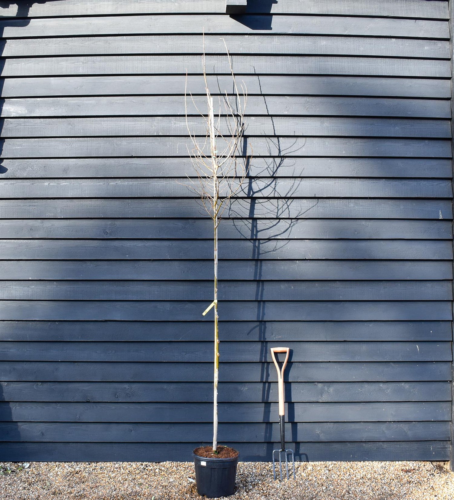Celtis Australis | European hackberry - Height 200-230cm - Girth 6-8cm - 20lt