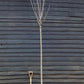 Prunus 'Sargentii' - Clear Stem - 300-330cm - 30lt