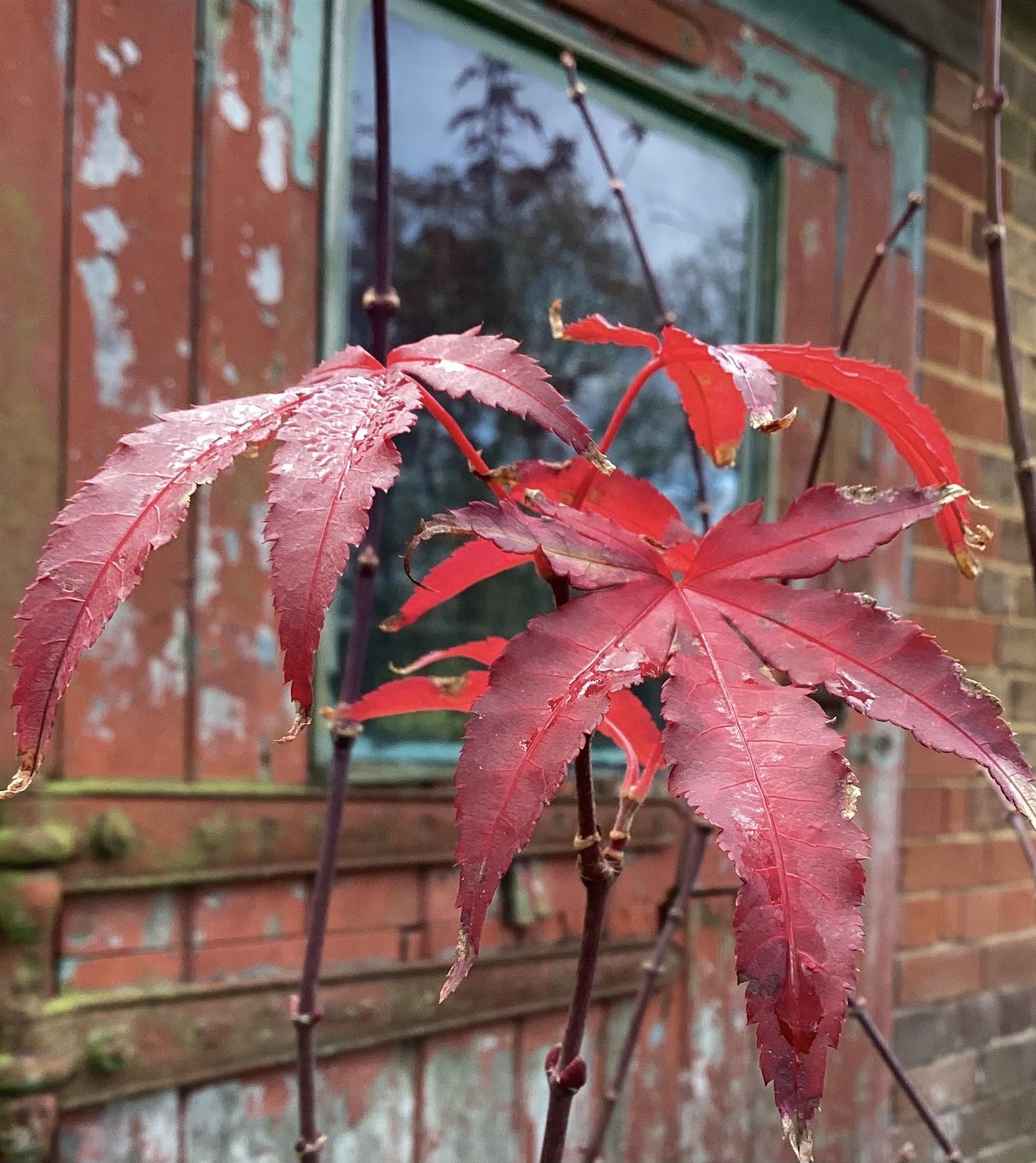Acer palmatum 'Twombly's Red Sentinel' | Red Sentinel Japanese Maple - 220-230cm, 35lt