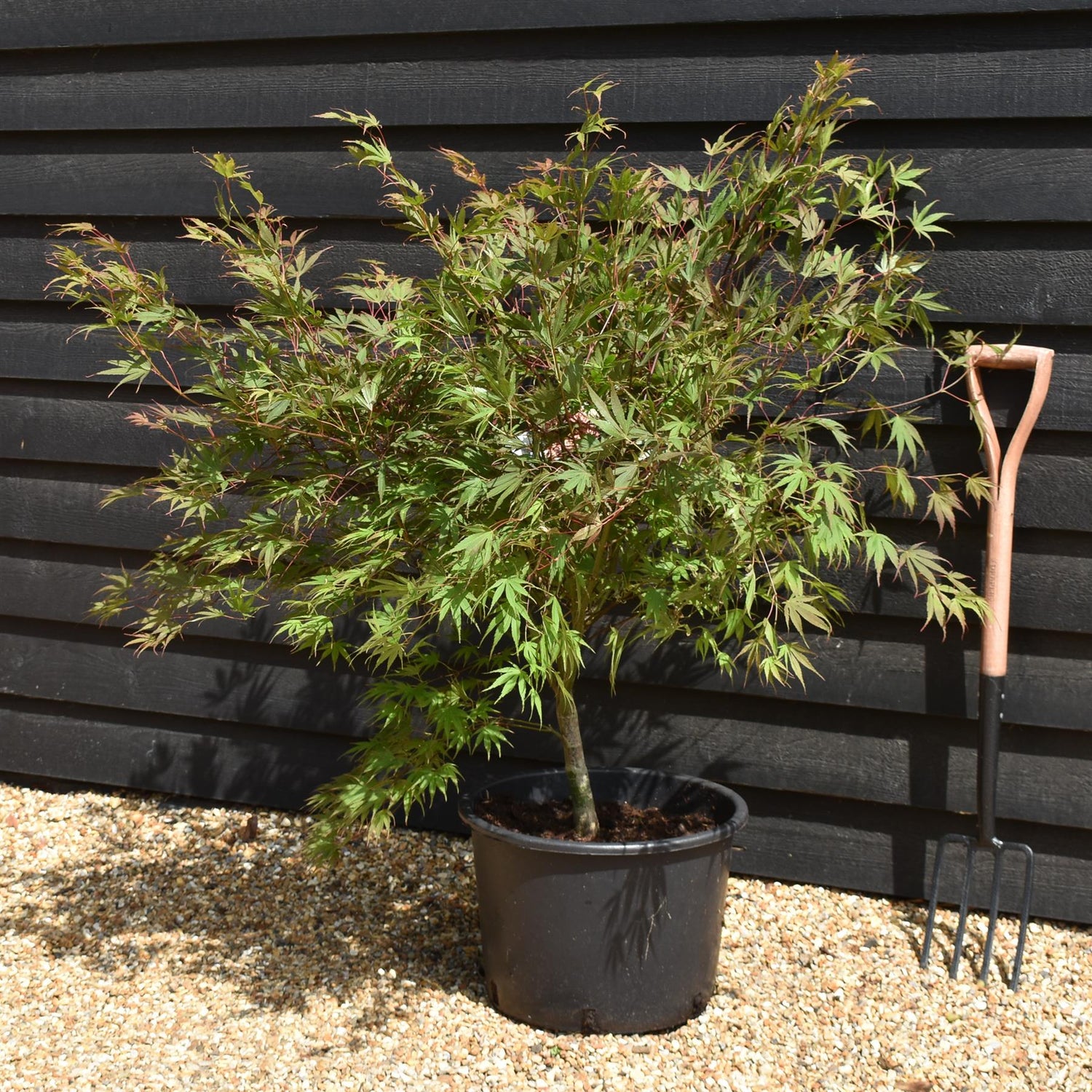 Japanese maple 'Chitose-Yama'| Acer palmatum -  Bushy - Height 100-120cm- 35lt