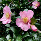 Camellia sasanqua Plantation Pink - 375cm, 250lt