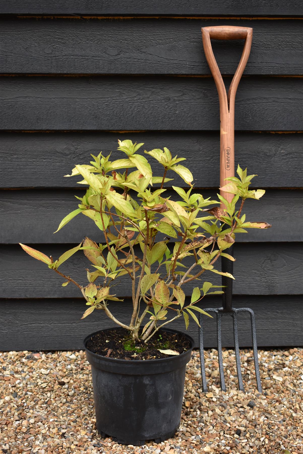 Weigela Rubidor | Rubidor Weigela - Height 25-35cm - 7.5lt